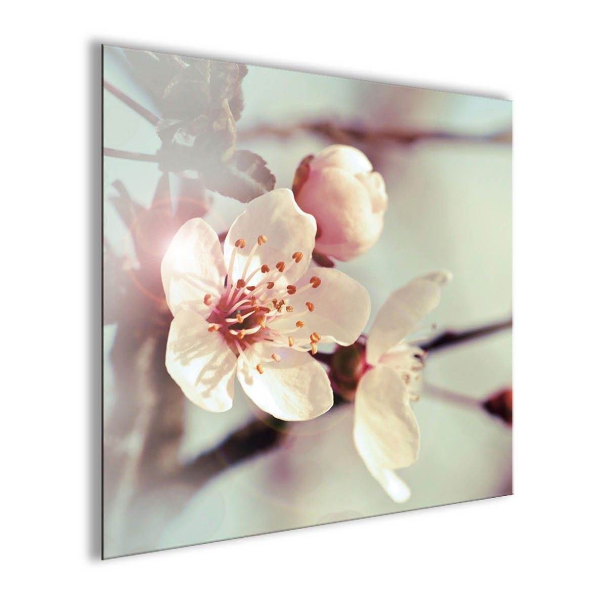 GLASBILD 30×30 cm Blumen rosé - Beige, Glas (30/30cm) - artissimo