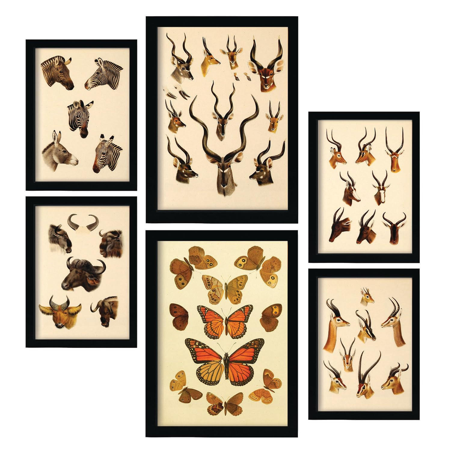 POSTER Set Mit 6 Tiere In Vintage A3 & A4 Rahmenlos - Klar, Papier (29/3cm) - Nacnic