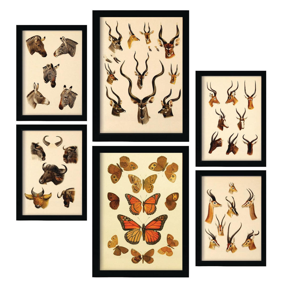 POSTER Set Mit 6 Tiere In Vintage A3 & A4 Rahmenlos - Klar, Papier (29/3cm) - Nacnic