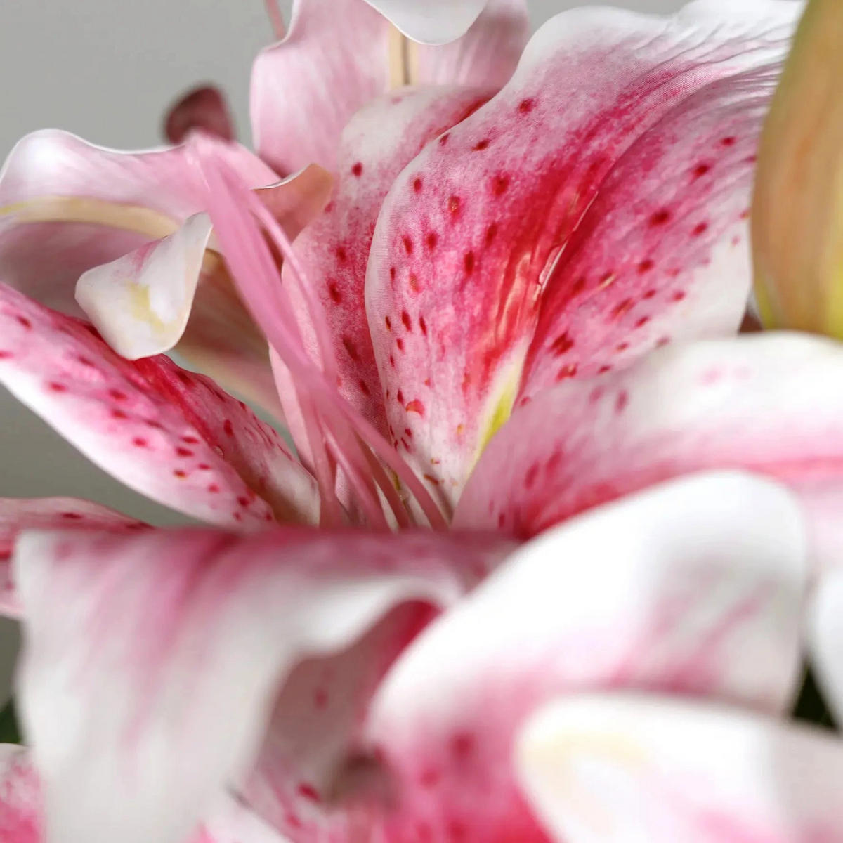 KUNSTBLUME Künstlicher Lilienstrauß - Metin 33 cm in Glasvase mit künstl. Wasser - Pink, Kunststoff (33cm) - aplanta