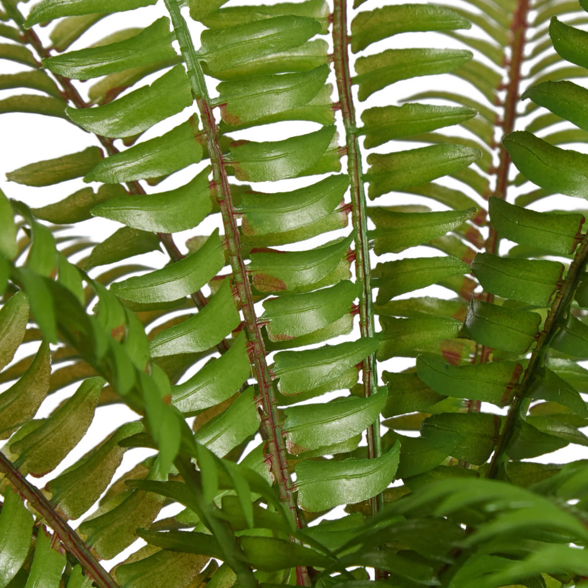 KUNSTPFLANZE Künstlicher Farn - Isa 35 cm - Grün, Kunststoff (35cm) - aplanta