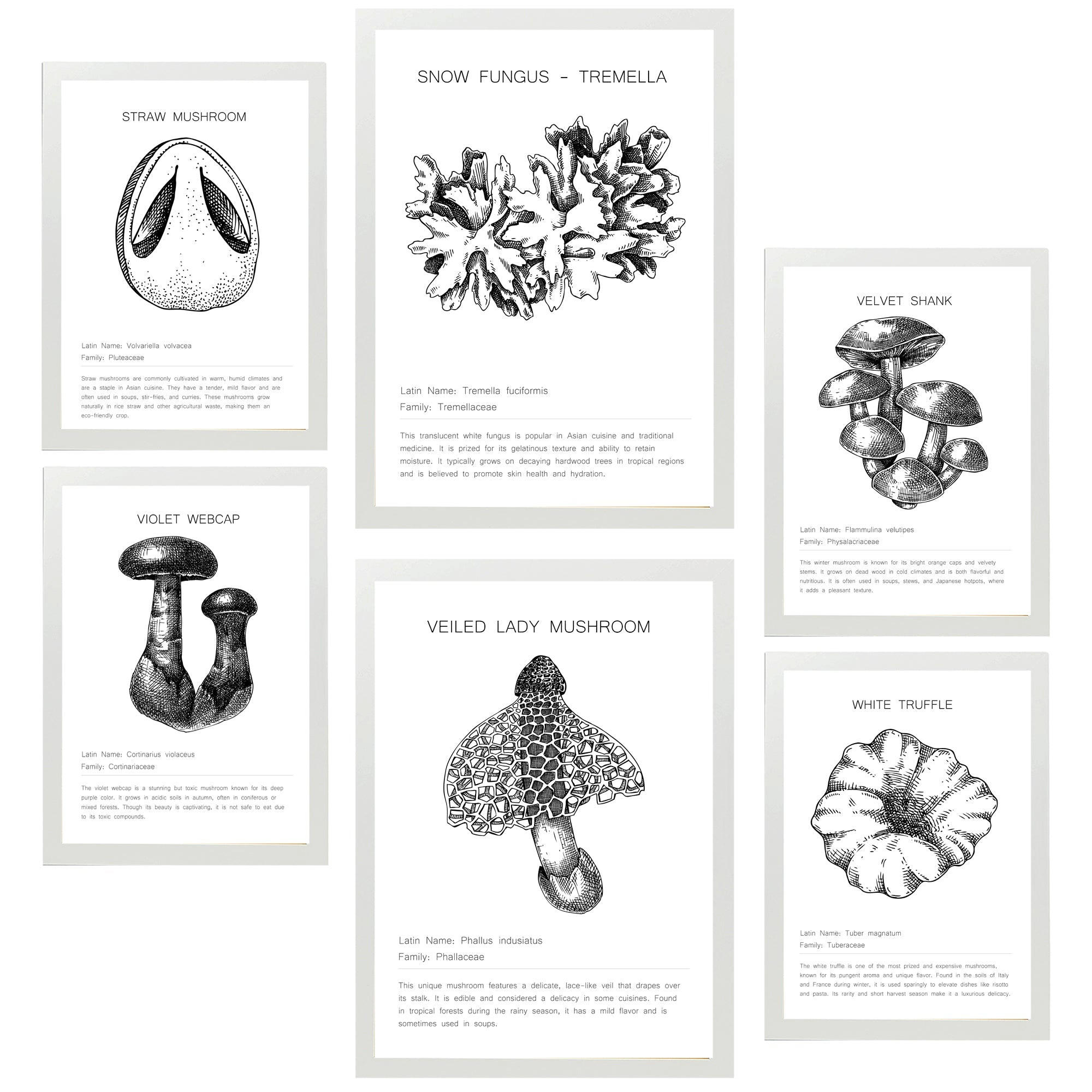 POSTER Set Mit 6 Pilzkomposition Arten & Details A3 & A4 Weißer Rahmen - Weiß, Papier (29/3cm) - Nacnic