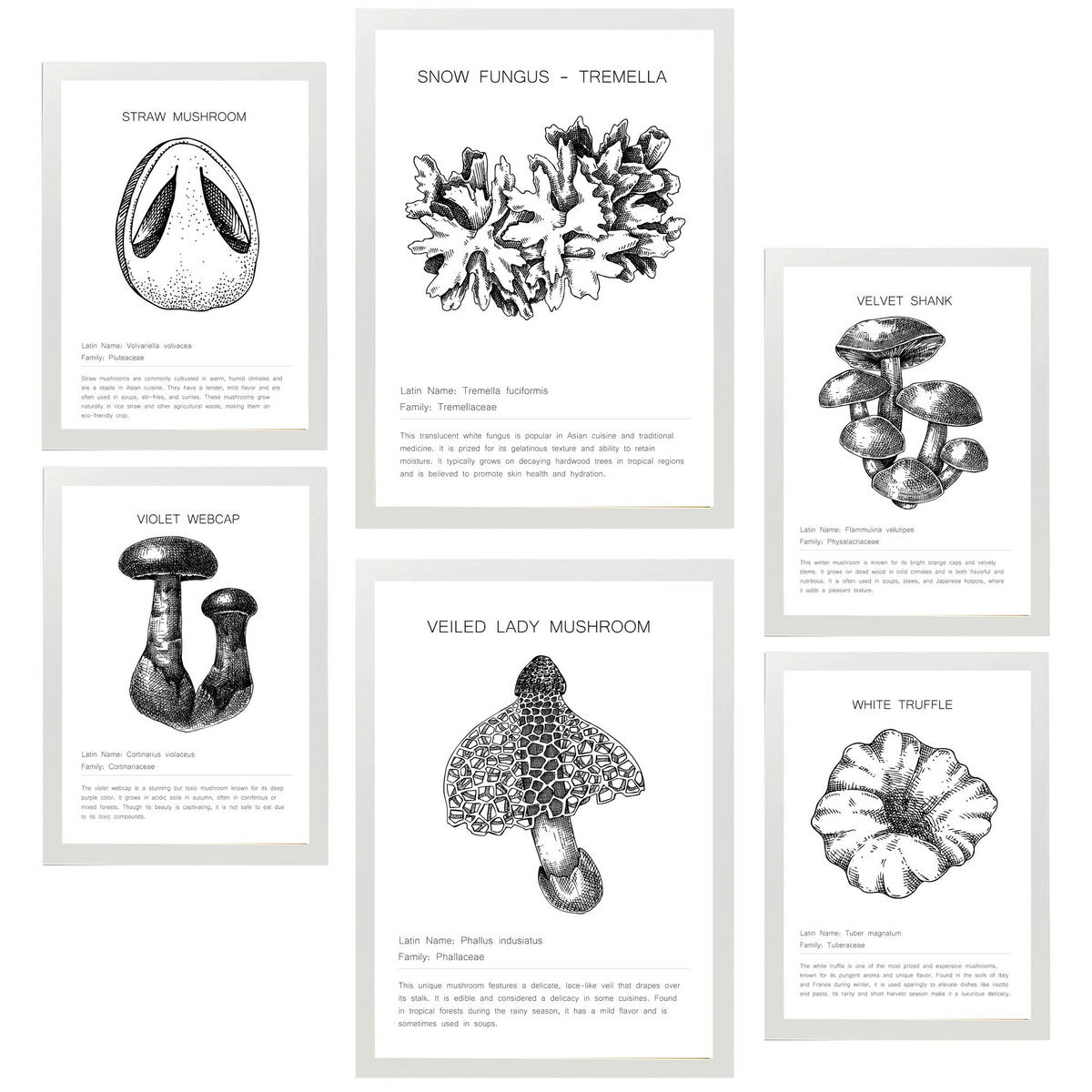 POSTER Set Mit 6 Pilzkomposition Arten & Details A3 & A4 Weißer Rahmen - Weiß, Papier (29/3cm) - Nacnic