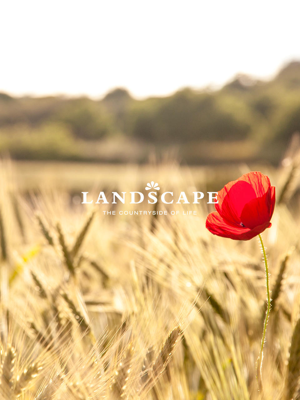 LANDSCAPE Feld Mohnblume