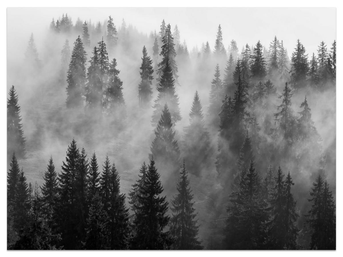 FOTOTAPETA Čierno-biely Les V Hmle Príroda 250 x 175 cm - čierna/sivá, papier (250/175cm) - Muralo