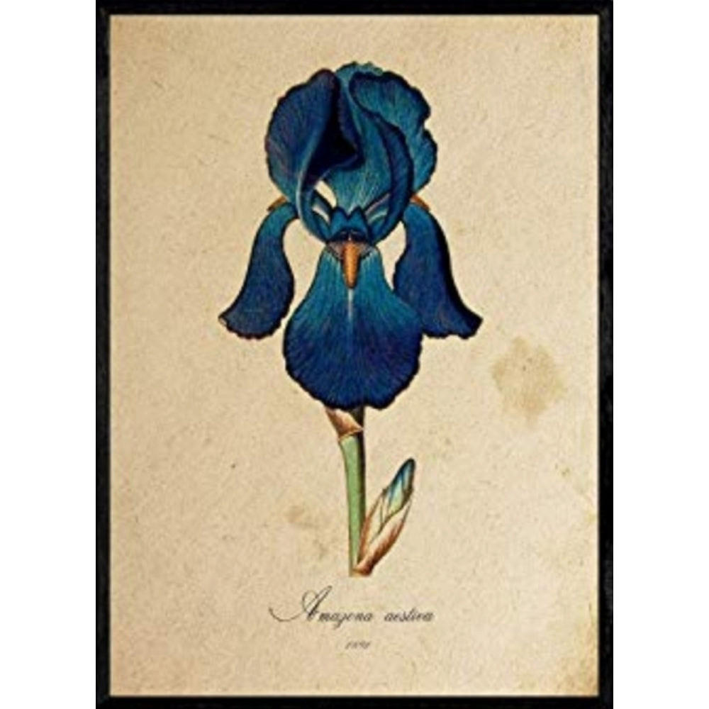 POSTER Amazona. A4 Schwarzer Rahmen - Schwarz, Papier (29.7/5/21cm) - Nacnic