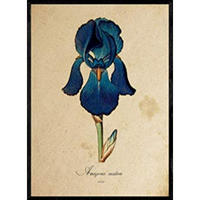 POSTER Amazona. A4 Schwarzer Rahmen - Schwarz, Papier (29.7/5/21cm) - Nacnic