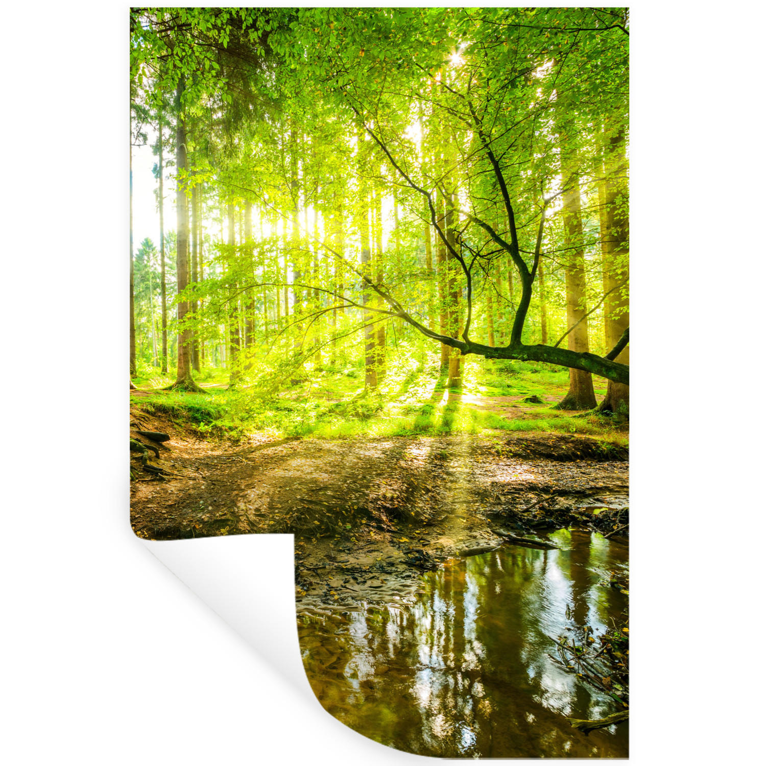 WANDTATTOO Wald - Landschaft - Wasser - Bäume - Sonne - Grün - Natur 80x120 cm - Grün, Kunststoff (80/120/0.1cm) - MuchoWow