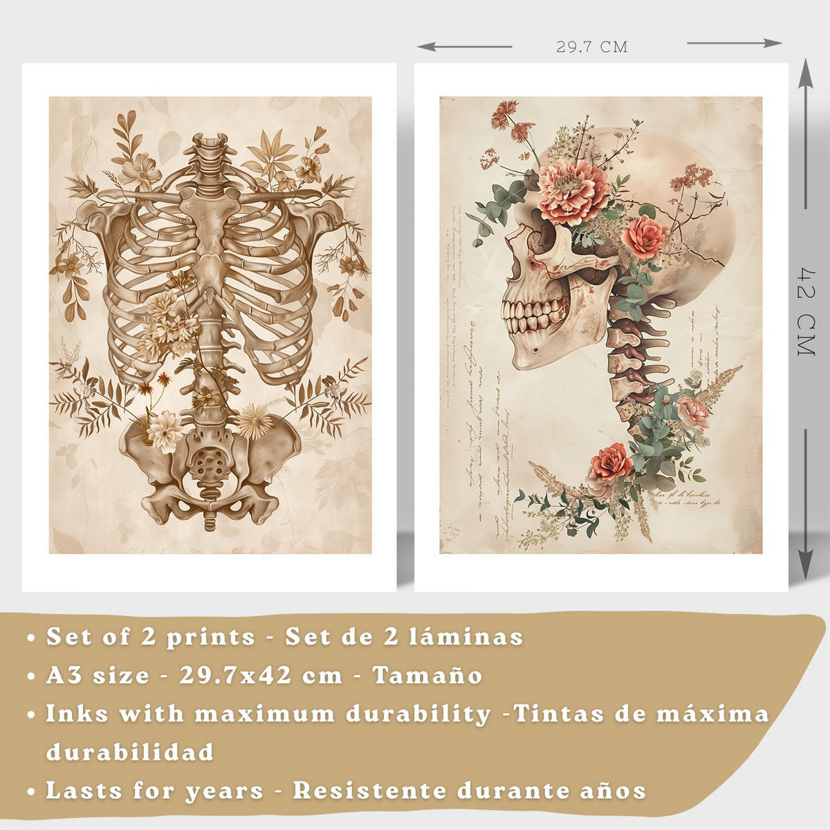 POSTER Set aus 2 Anatomie Mensch Drucke und Wandbilder mit Skelett Schädel Wirbelsäule Rippen Becken Klassischer Stil Größe Rahmenlos A3 - Klar, Papier (29.7/42/3cm) - Nacnic