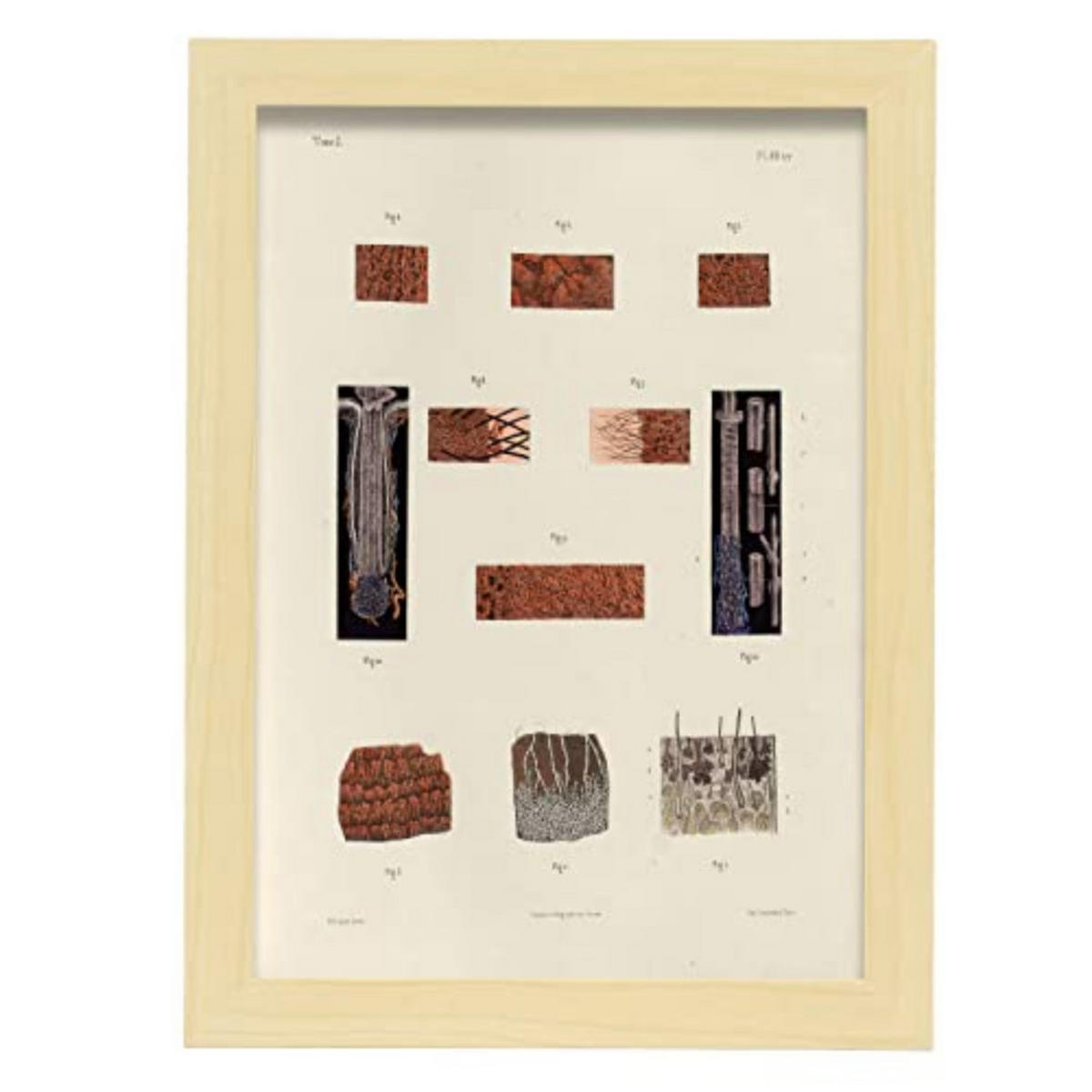 POSTER Medizinische Illustrationen – Haarfollikel A4 Rahmen Aus Hellem Holz - Beige, Papier (29.7/5/21cm) - Nacnic