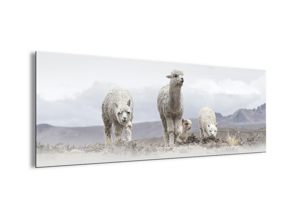 GLASBILD 80x30 cm Alpakas beige - Beige, Glas (80/30cm) - artissimo