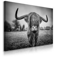 LEINWANDBILD Wilde Schottische Kuh Tier Natur 3D 40/30 cm - Schwarz/Weiß, Textil (40/30cm) - Muralo
