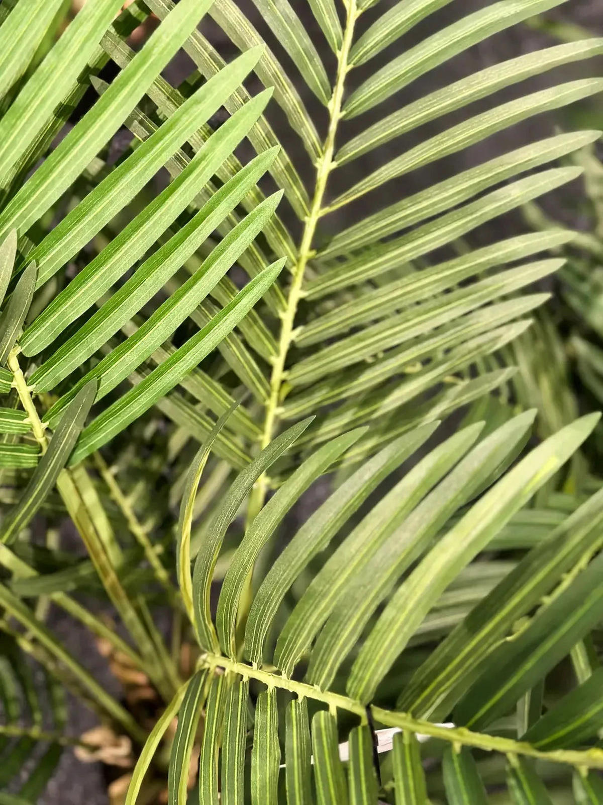 KUNSTBAUM Künstliche Goldfruchtpalme - Eva 170 cm - Grün, Kunststoff (170cm) - aplanta