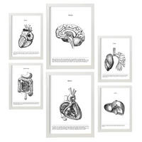 POSTER Set Mit 6 Der Inneren Organe Sammlung A3 & A4 Weißer Rahmen - Weiß, Papier (29/3cm) - Nacnic
