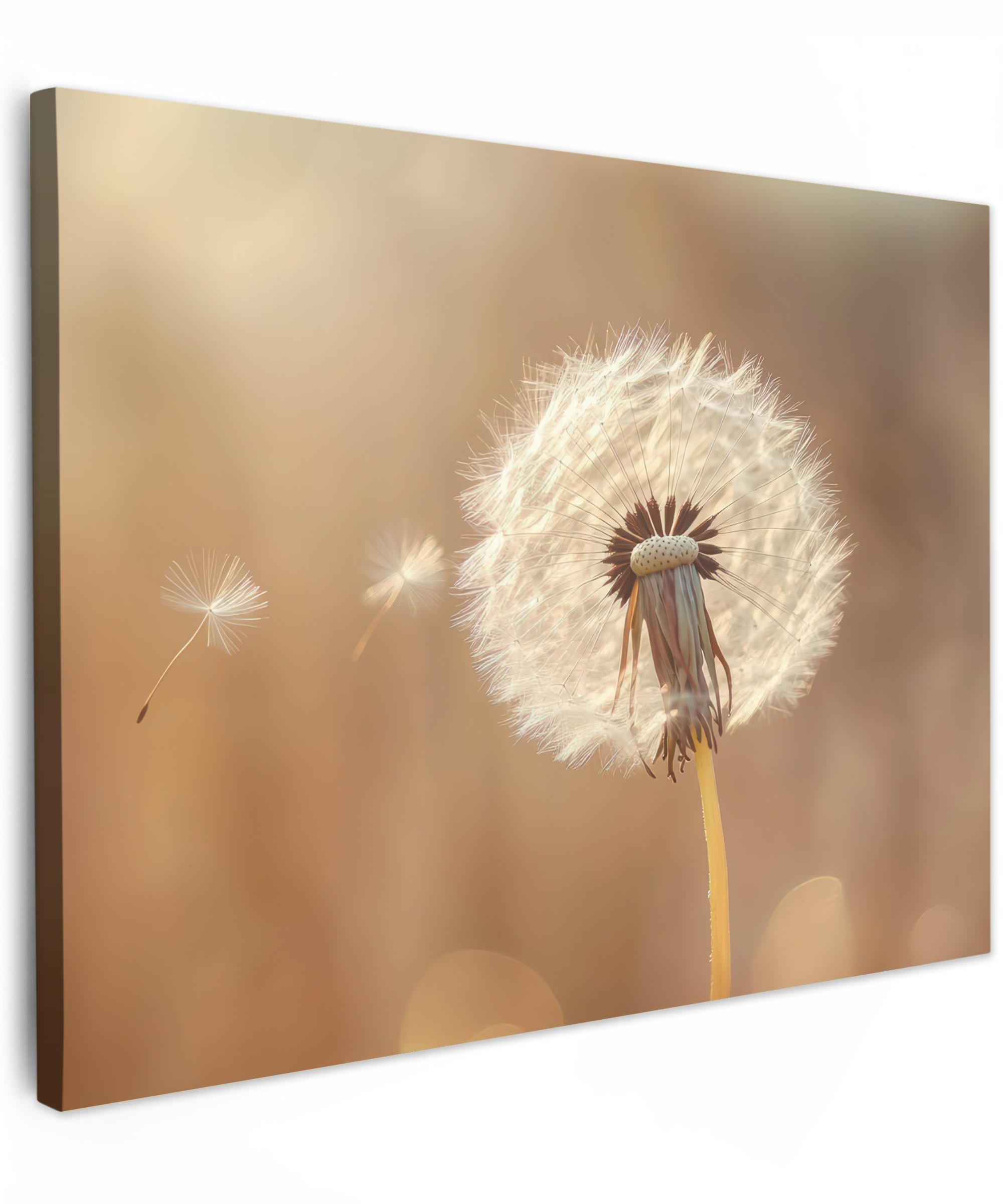 MuchoWow OBRAZ NA PLÁTNĚ Pampeliška - Béžová - Příroda - Květina 80x60 cm
