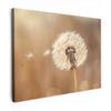 LEINWANDBILD Löwenzahn - Beige - Natur - Blume Wandbilder 80x60 cm - Hellbraun, Textil (80/60cm) - MuchoWow