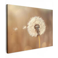 LEINWANDBILD Löwenzahn - Beige - Natur - Blume Wandbilder 80x60 cm - Hellbraun, Textil (80/60cm) - MuchoWow
