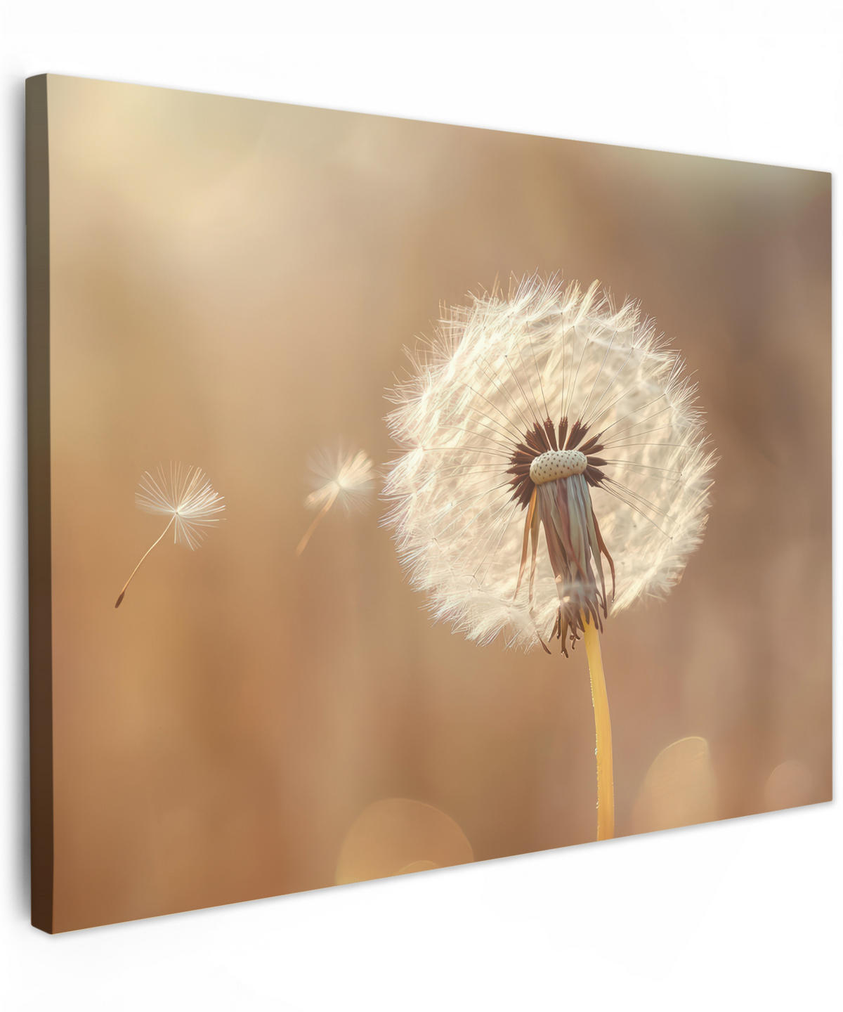 LEINWANDBILD Löwenzahn - Beige - Natur - Blume Wandbilder 80x60 cm - Hellbraun, Textil (80/60cm) - MuchoWow