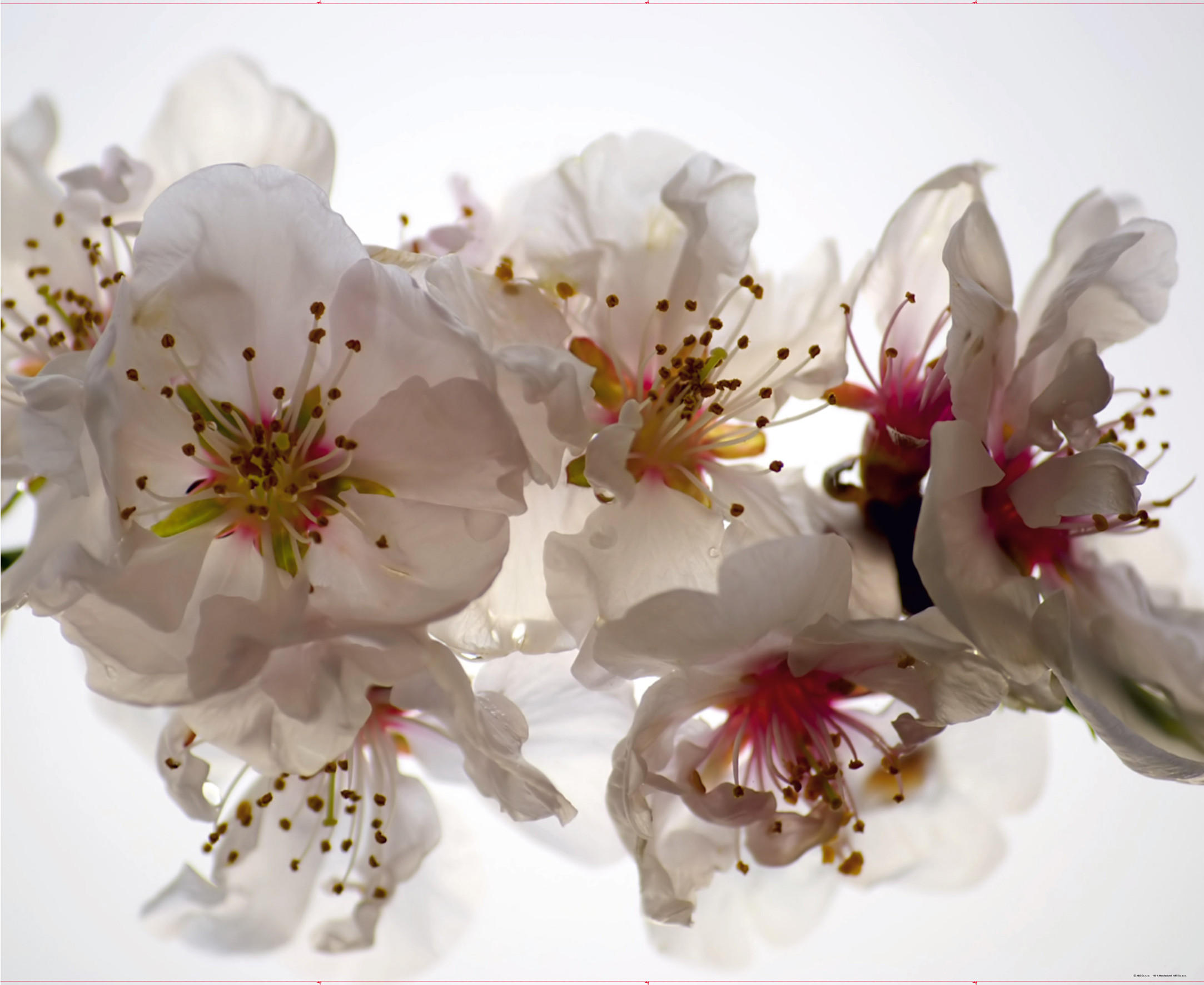 FOTOTAPETE Blumen 375 x 270 cm - Weiß, Papier (375/270cm) - Sanders & Sanders