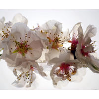 FOTOTAPETE Blumen 375 x 270 cm - Weiß, Papier (375/270cm) - Sanders & Sanders