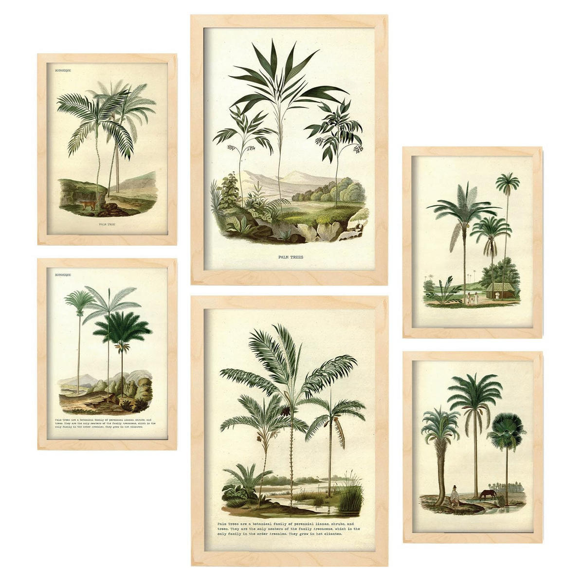 POSTER Set Mit 6 Palmen In Vintage A3 & A4 Rahmen Aus Hellem Holz - Beige, Papier (29/3cm) - Nacnic