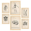 POSTER Set Mit 6 Knochenanatomie Größe A3 & A4 Rahmen aus hellem Holz - Beige, Papier (29.7/1cm) - Nacnic