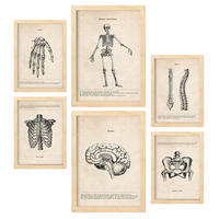 POSTER Set Mit 6 Knochenanatomie Größe A3 & A4 Rahmen aus hellem Holz - Beige, Papier (29.7/1cm) - Nacnic