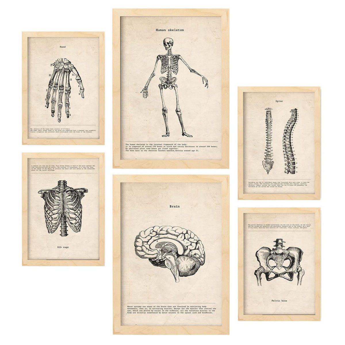 POSTER Set Mit 6 Knochenanatomie Größe A3 & A4 Rahmen aus hellem Holz - Beige, Papier (29.7/1cm) - Nacnic