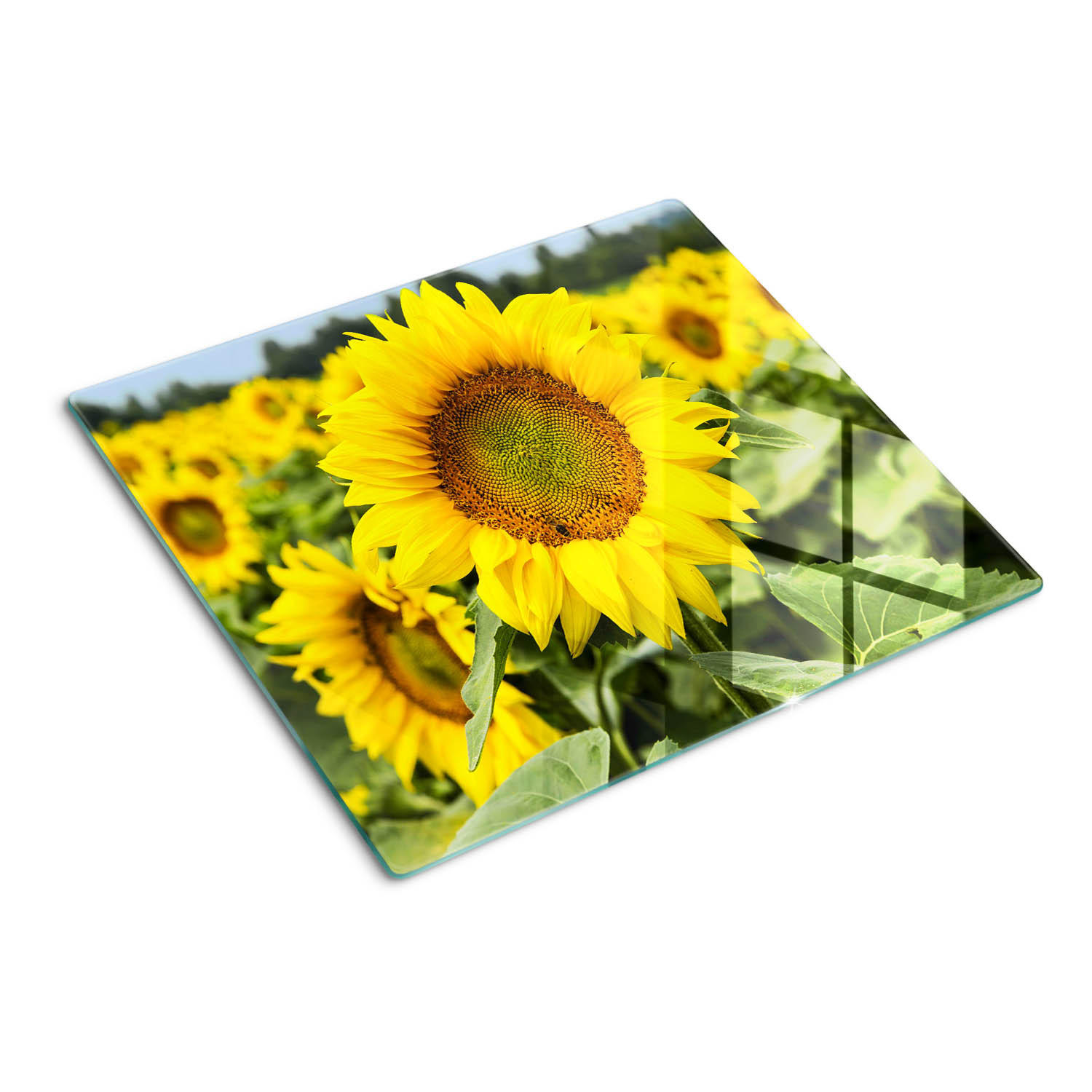 GLASPLATTE 60x52 cm Sonnenblumenfeld - Gelb, Glas (60/0.4/52cm) - TULUP