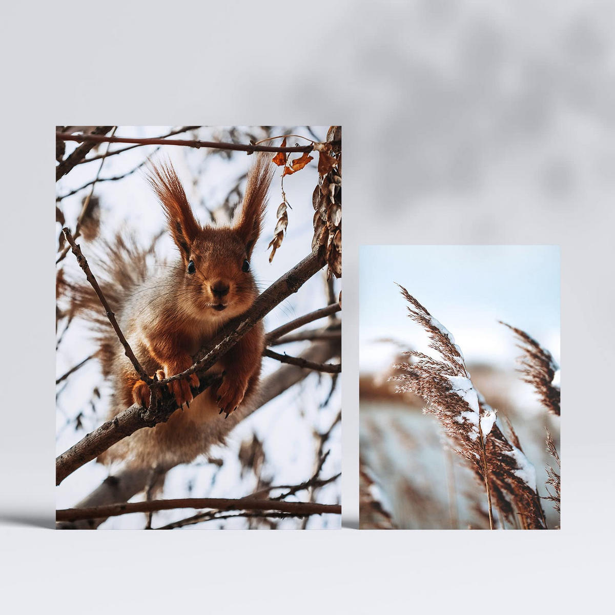 POSTER Set Mit 6 Tiere Im Schnee A3 & A4 Rahmenlos - Klar, Papier (29/3cm) - Nacnic