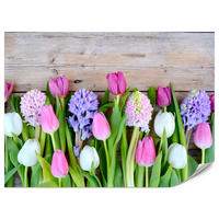 FOTOTAPETE für Küche Rosa Tulpen Violette Hyazinthen Holztisch 250x175 - Ecru/Violett, Papier (250/175cm) - Muralo