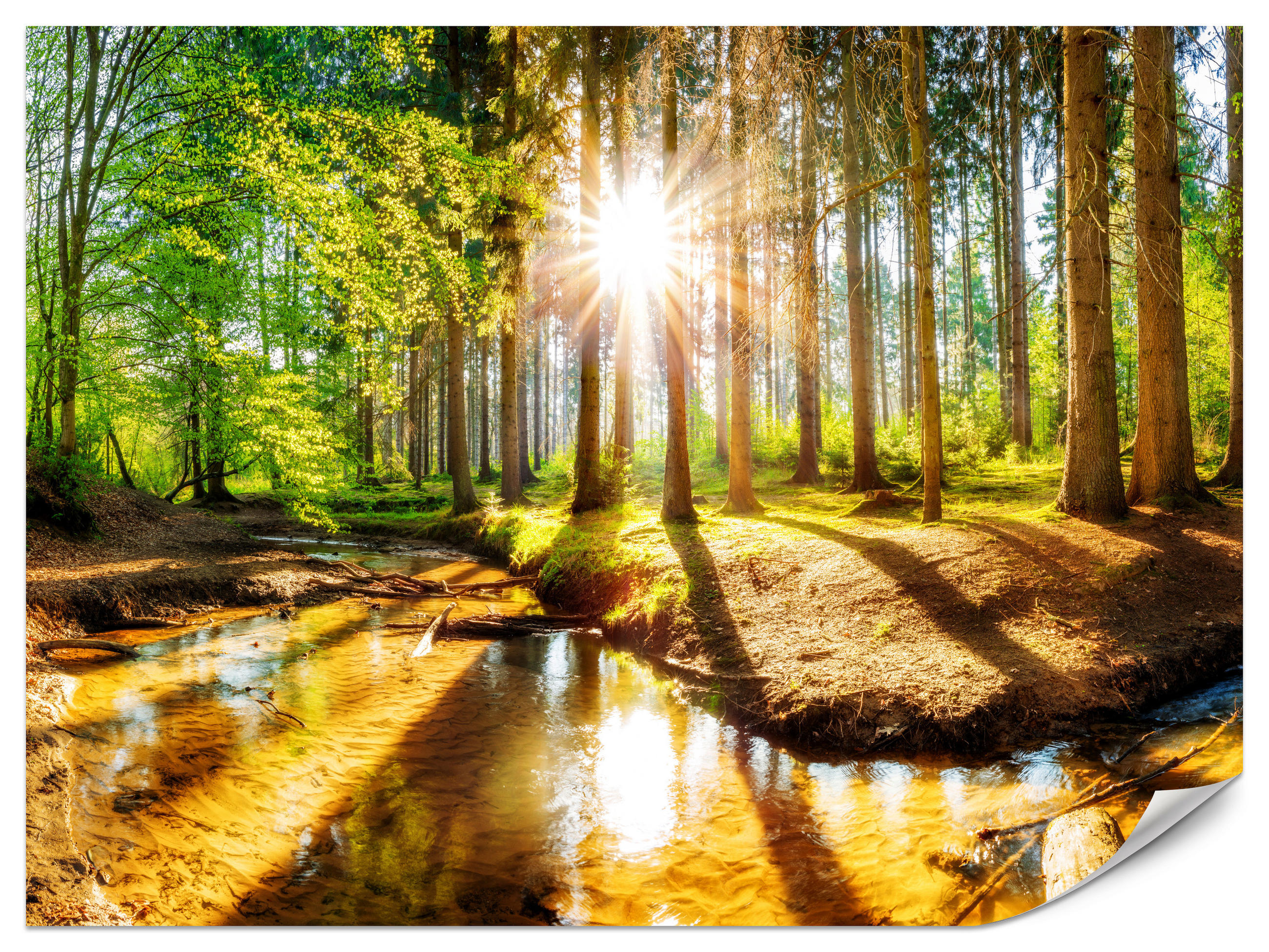 FOTOTAPETE für Wohnzimmer Pflanzen Natur Gras Sonniger Wald Bäume 400x280 - Multicolor, Papier (400/280cm) - Muralo