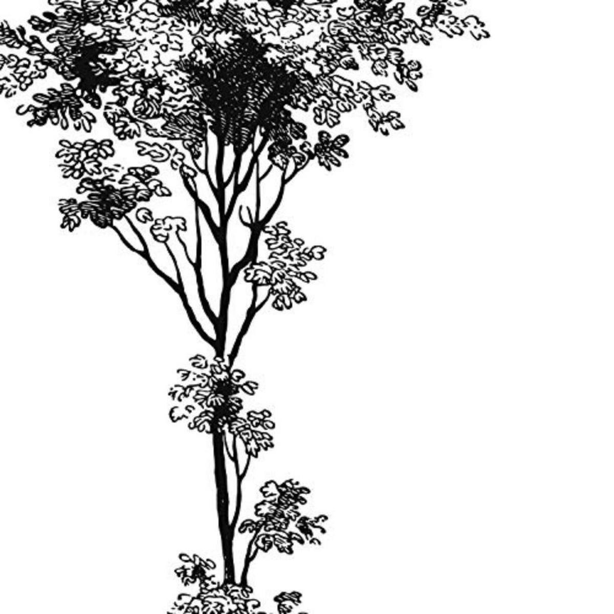 POSTER Set mit 4 Blättern der Baumstämme weißer Hintergrund 20x20cm Schwarzer Rahmen - Schwarz, Papier (20/3cm) - Nacnic