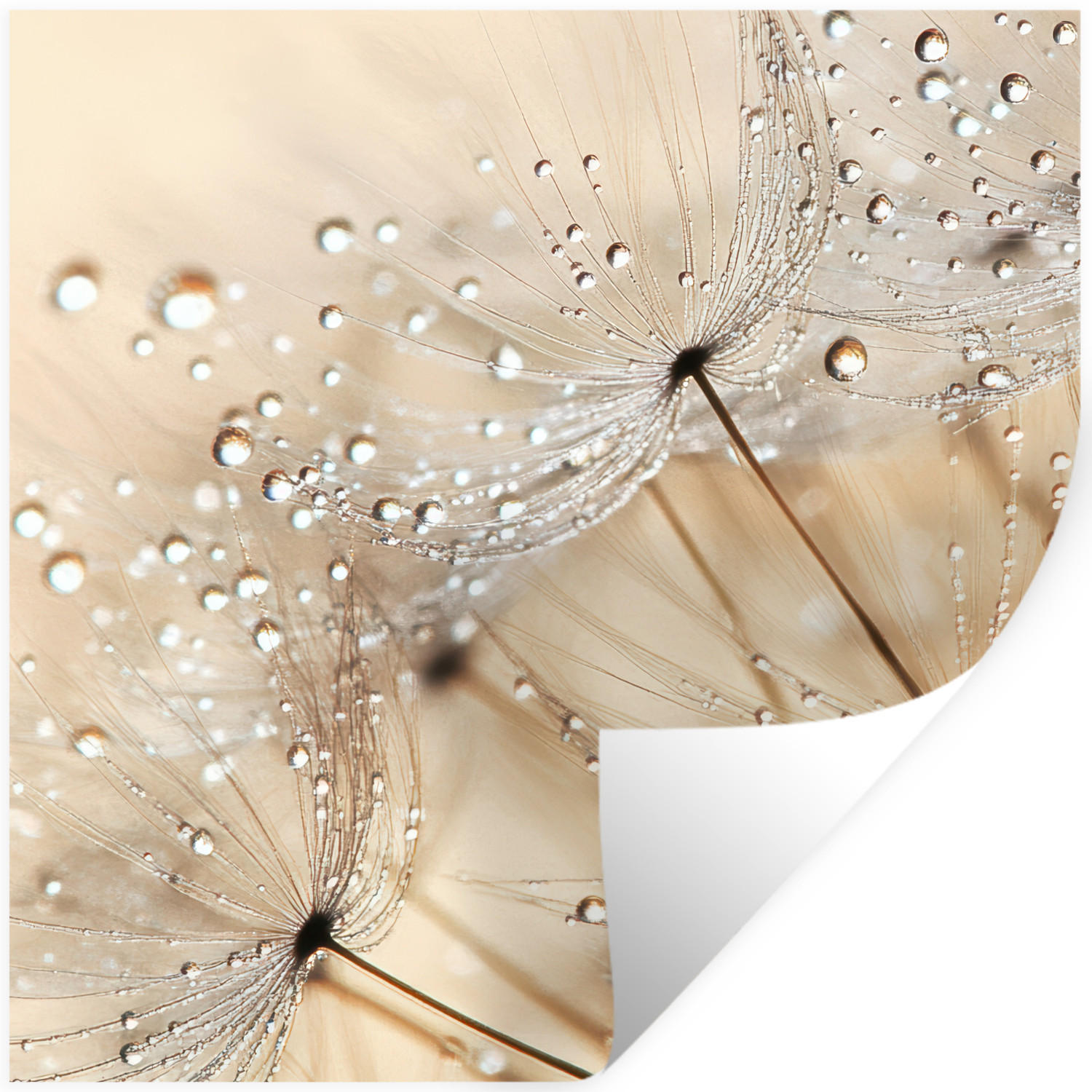 WANDTATTOO Löwenzahn - Abstrakt - Natur - Beige 50x50 cm - Braun, Kunststoff (50/50/0.1cm) - MuchoWow