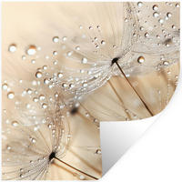 WANDTATTOO Löwenzahn - Abstrakt - Natur - Beige 50x50 cm - Braun, Kunststoff (50/50/0.1cm) - MuchoWow