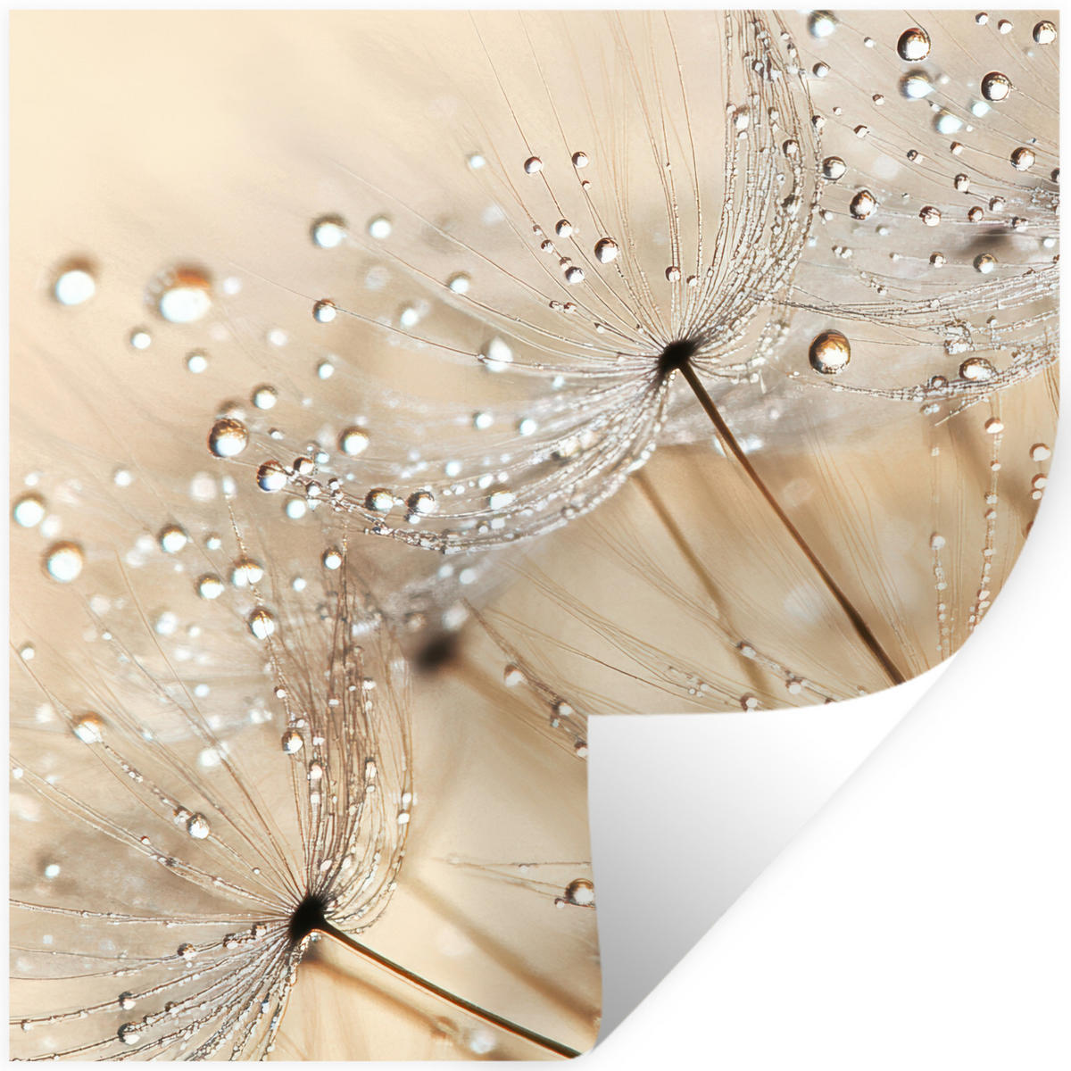 WANDTATTOO Löwenzahn - Abstrakt - Natur - Beige 50x50 cm - Braun, Kunststoff (50/50/0.1cm) - MuchoWow