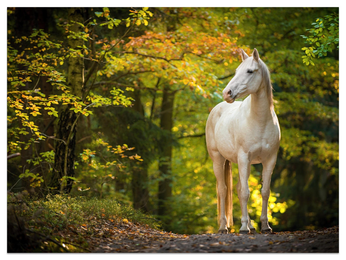 FOTOTAPETE für Schlafzimmer Weißes Pferd Wald Bäume Blätter 250x175 - Gelb/Beige, Papier (250/175cm) - Muralo