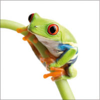 GLASBILD 30×30 cm Frosch - Weiß, Glas (30/30cm) - artissimo
