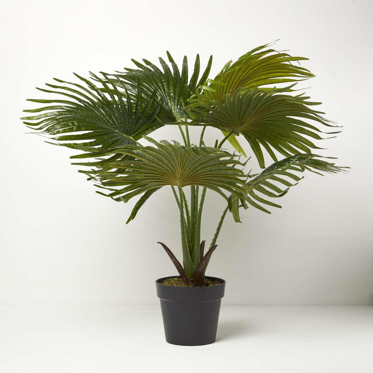 KUNSTPFLANZE Fächerpalme, 80 cm - Grün, Kunststoff (80cm) - Homescapes