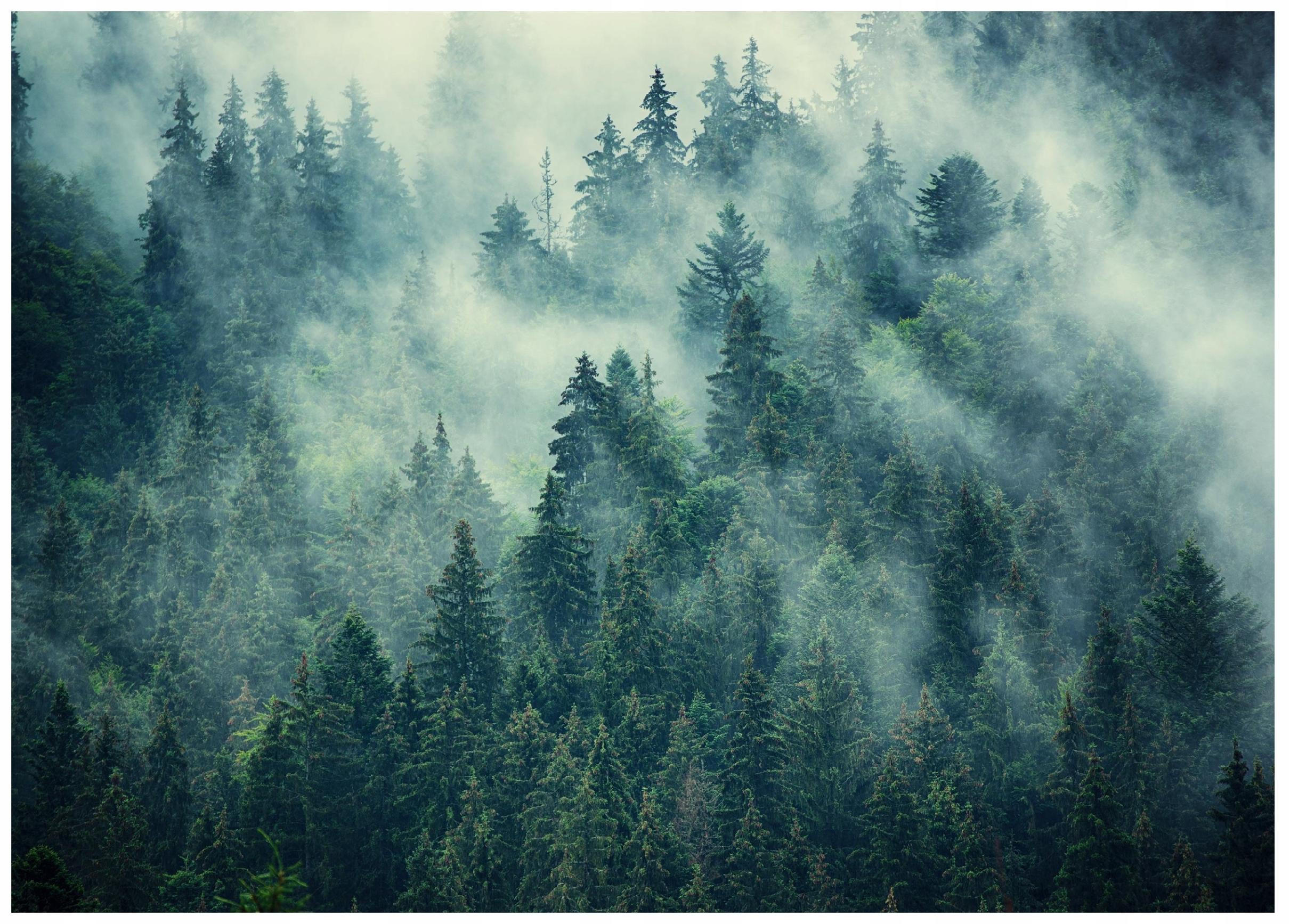 FOTOTAPETE Wald im Nebel Vliestapete 200x140 - Multicolor, Papier (200/140cm) - Wallarena