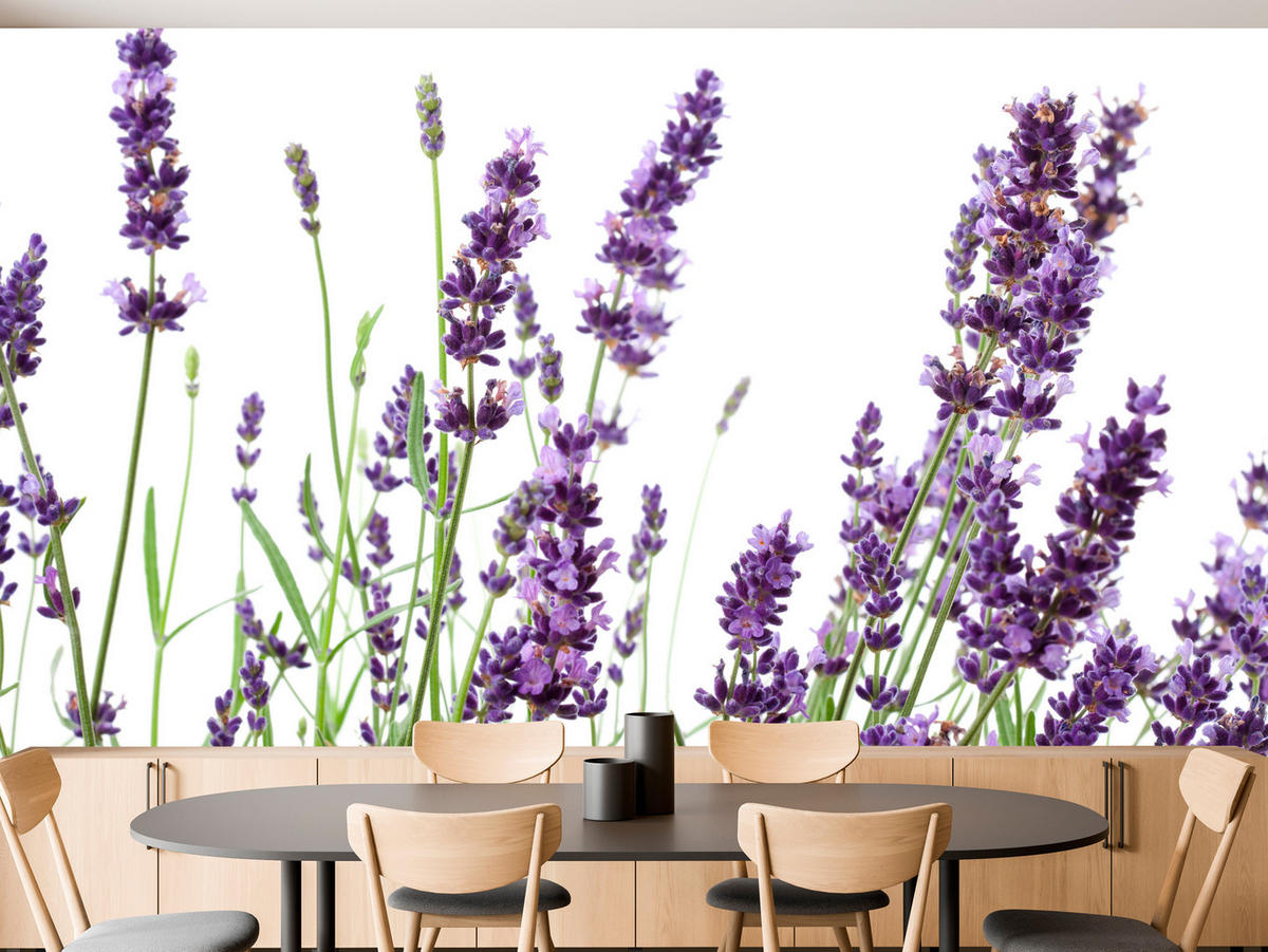 FOTOTAPETE für Küche Lavendelblüten Weißer Hintergrund 300x210 - Violett/Lila, Papier (300/210cm) - Muralo
