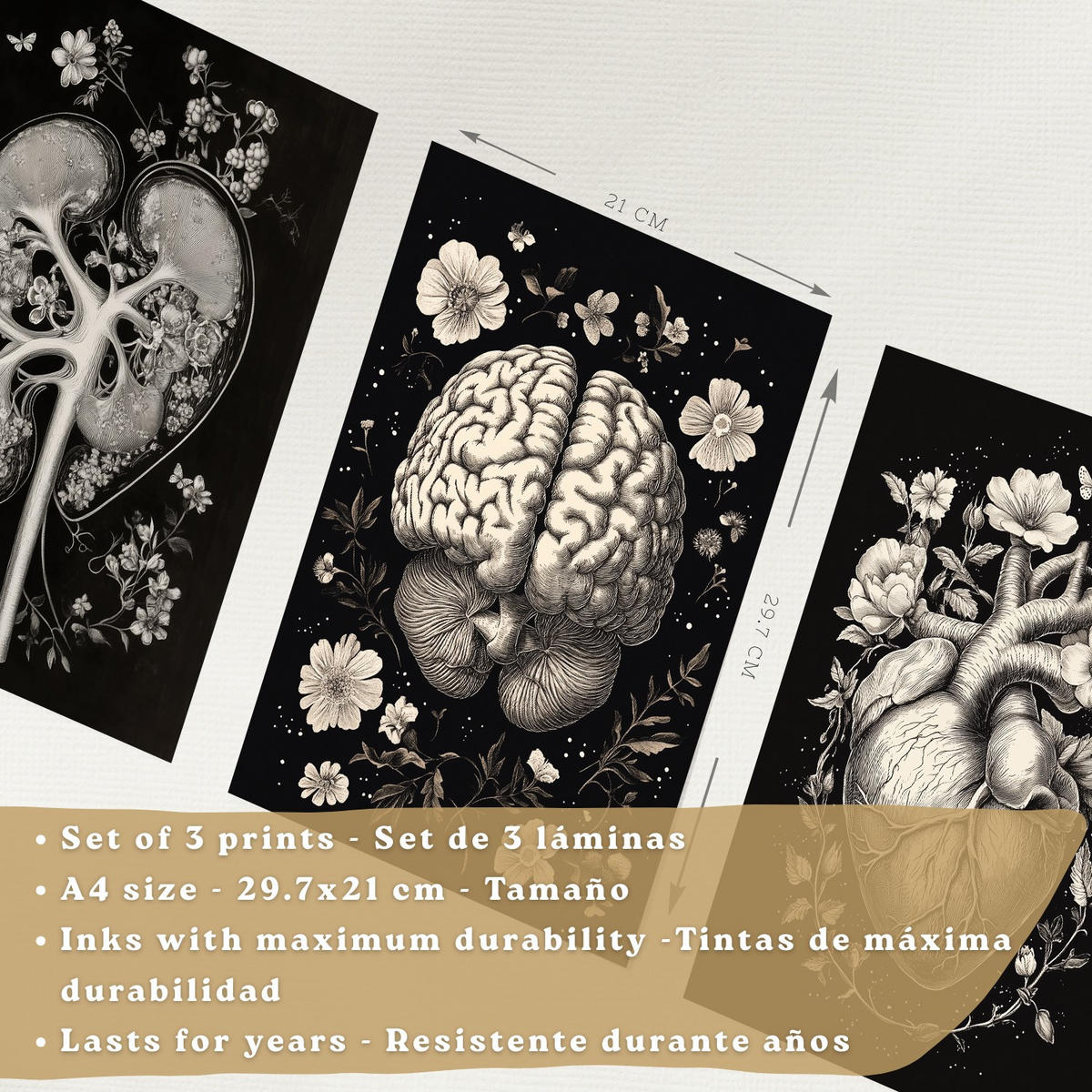 POSTER Set aus 3 Anatomie Mensch Drucke und Wandbilder mit Niere Harnsystem Gehirn und Herz Klassisches Schwarz Weiß Design Größe Weißer Rahmen A4 - Weiß, Papier (21/29.7/3cm) - Nacnic
