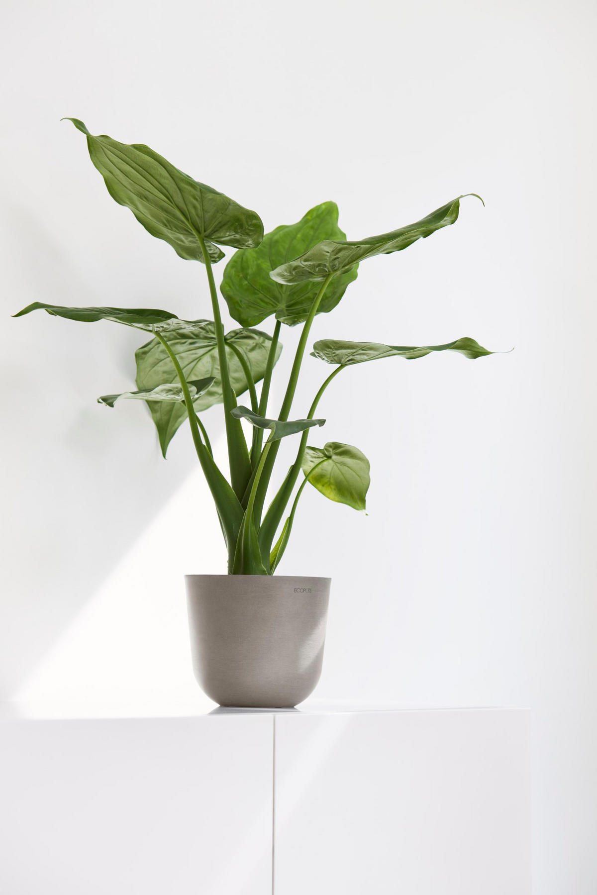 BLUMENTOPF Oslo Mini 16/13,7 cm Taupe - Taupe, Kunststoff (16/13.7cm) - Ecopots