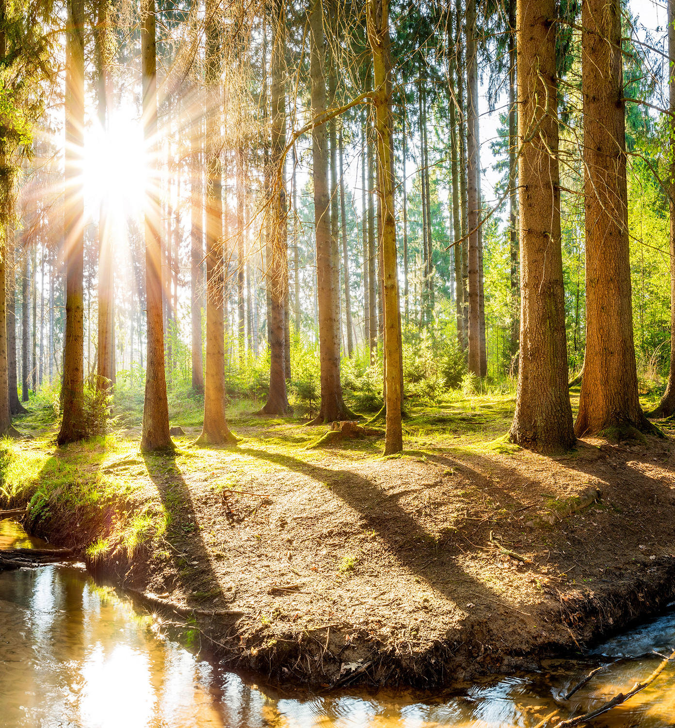 ROLLO LICHTDURCHLÄSSIG 130x140 cm Sonne im Wald - Braun, Textil (130/140cm) - TULUP