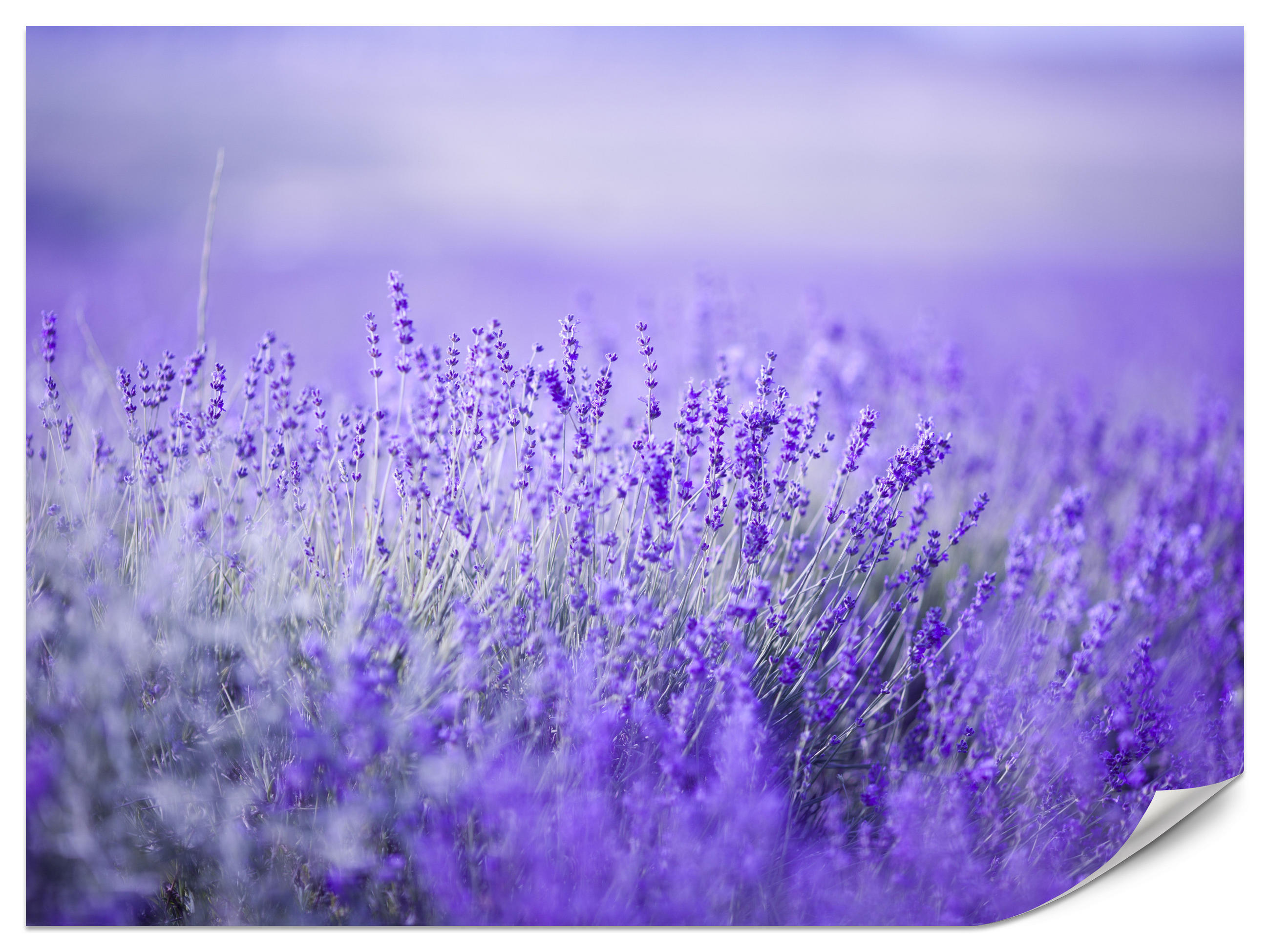 FOTOTAPETE für Küche Lavendelwiese Blüten Fliederfeld 500x350 - Violett/Lila, Papier (500/350cm) - Muralo