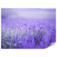 FOTOTAPETE für Küche Lavendelwiese Blüten Fliederfeld 500x350 - Violett/Lila, Papier (500/350cm) - Muralo