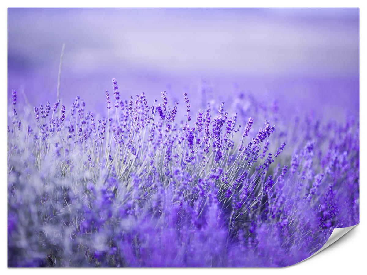 FOTOTAPETE für Küche Lavendelwiese Blüten Fliederfeld 500x350 - Violett/Lila, Papier (500/350cm) - Muralo