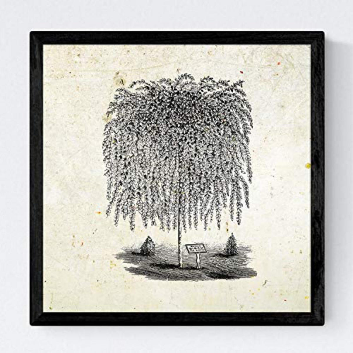 POSTER Set mit 4 Blättern der Bäume Weiden Jahrgang Hintergrund 20x20cm Rahmenlos - Klar, Papier (20/3cm) - Nacnic