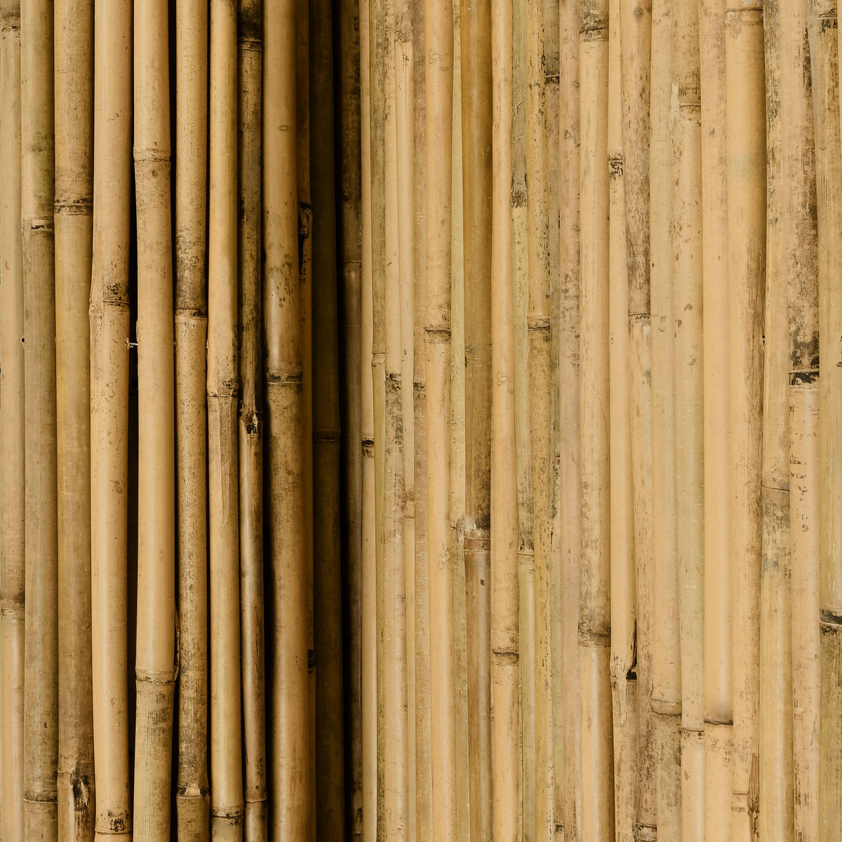 SICHTSCHUTZZAUN SolVision B38 150/250 cm Bambus - Naturfarben, Kunststoff (250/150cm) - Sol Royal