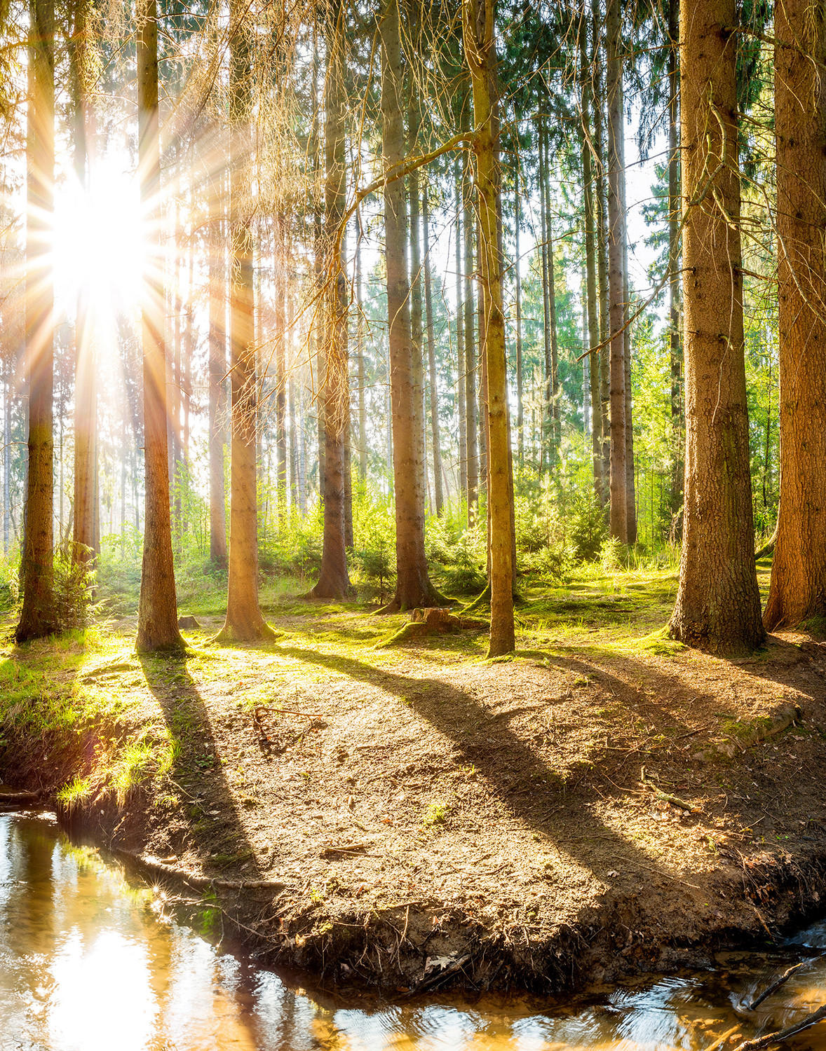 VERDUNKELUNGSROLLO 110x140 cm Sonne im Wald - Braun, Textil (110/140cm) - TULUP